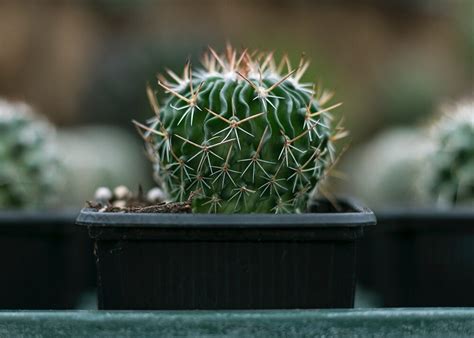 How Fast Do Cactus Grow