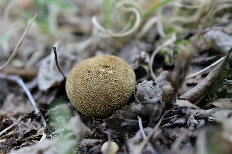 Theres Fungus Among Us Green Obsessions