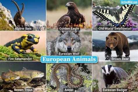 50 Common Animals Found In Europe Nature Blog Network