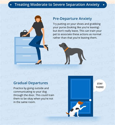 Dog Separation Anxiety Treatment Pet Food Guide