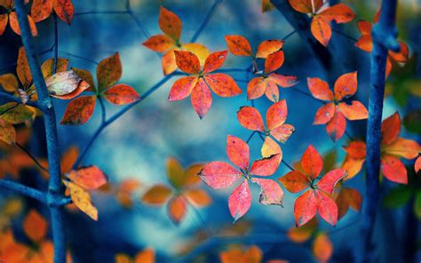 Fall Leaves Hd Wallpapers Wallpapersafari