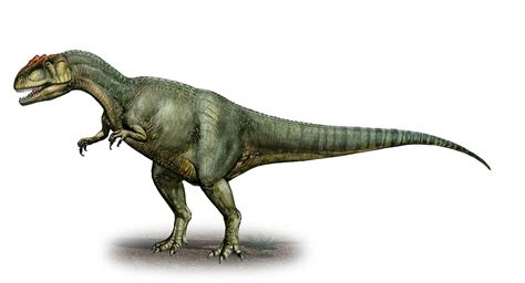 Dinosaur Knowledge Tips Allosaurus