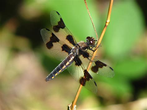 The Dragonfly Whisperer Species Spotlight Eight Spotted Skimmer