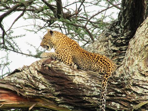Leopard One Of The Big 5 Serengeti National Park Tanzania Wild