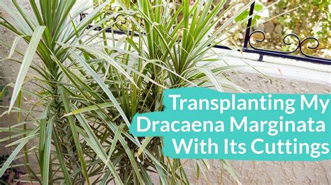 Find out about dracaena marginata care instructions with help from an experienced professional gardener on a mission to make gardening stylish. Transplanting My Dracaena Marginata With It's Cuttings ...