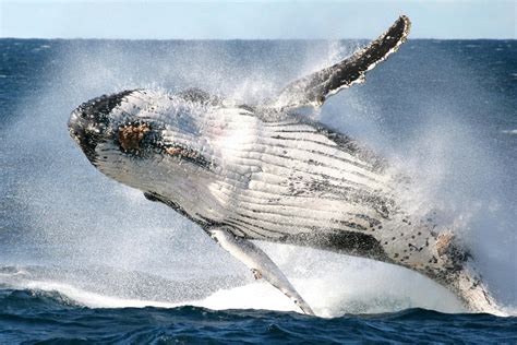 Go Whale Watching Sydney Australia Official Travel And Accommodation