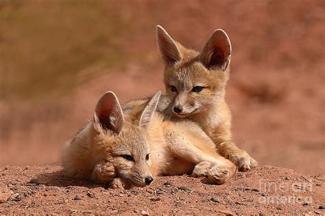 Kit Fox Pups On A Lazy Day By Max Allen