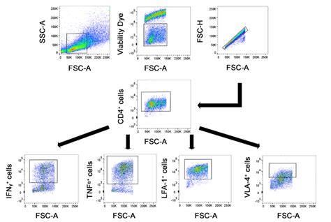 Flow Cytometry Gating Strategy For Ol And Th1 Cell After Co Culturea