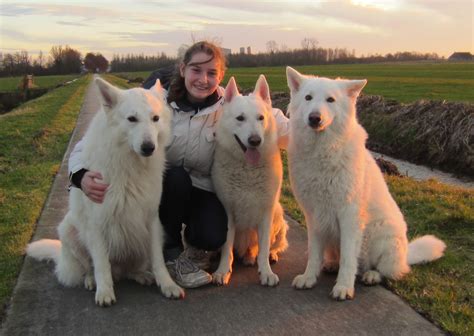 Breed Club For White Swiss Shepherds Builds Online Database Zooeasy