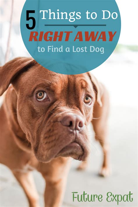 When we see a dog in trouble—loose near traffic, for instance—it's easy to panic and with the best of intentions, create an even more dangerous situation. 5 Things To Do RIGHT AWAY to Find a Lost Dog | Future Expat