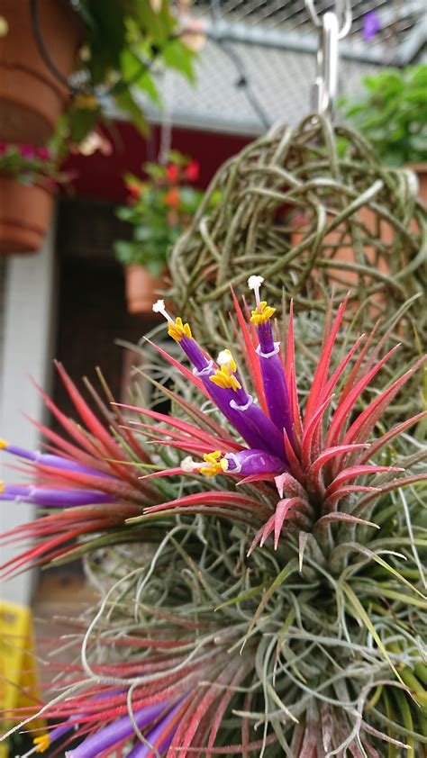 阿闍梨 【アジャリ】 high monk (esp. 小精靈空氣鳳梨 Tillandsia ionantha - 菁芳園 綠生活