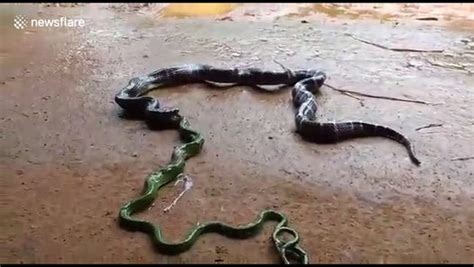 Snake Regurgitates Another Huge Snake Video Dailymotion