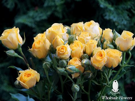 Yellow Spray Roses Rosanti Flowers