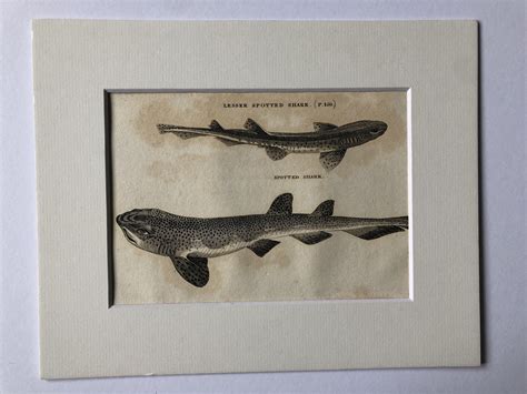 1812 Lesser Spotted Shark And Spotted Shark Original Antique Engraving