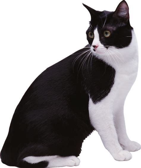 Download Black And White Cat Png Image With Transparent Background Cats