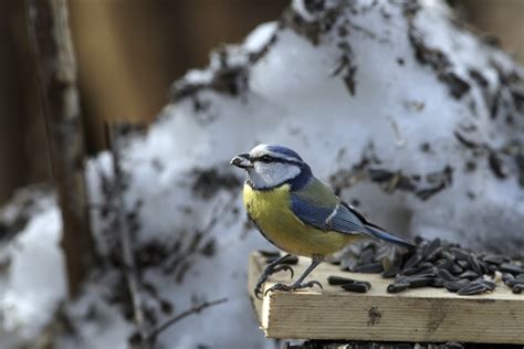 Gartenpflanzen auf den winter vorbereiten und empfindliche kübelpflanzen zur überwinterung ins. Vögel im Winter füttern: Futter zur richtigen Zeit ...