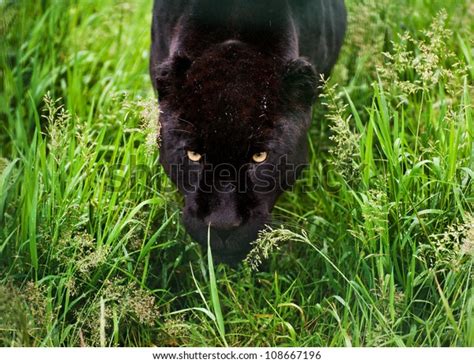 Black Jaguar Panthera Onca Prowling Through Stock Photo 108667196