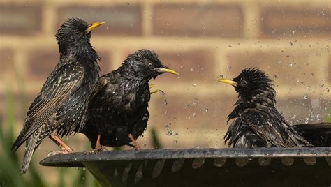 Starling Bathtime Starling Keeping Us Entertained In The G Flickr