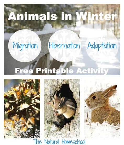 Animals In Winter That Hibernate Migrate And Adapt Printable Set