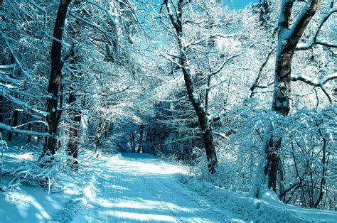 Trees Frost Forest Road Snow Winter Wallpaper X