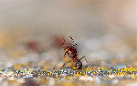 Download Animal Ant Hd Wallpaper