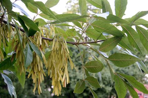 Like apple trees, peach trees may not bear fruit right away. ash - Ohio Plants