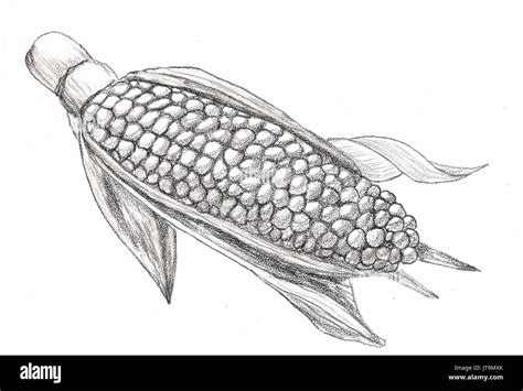 Https://tommynaija.com/draw/dexcribe How To Draw A Cob Of Corn