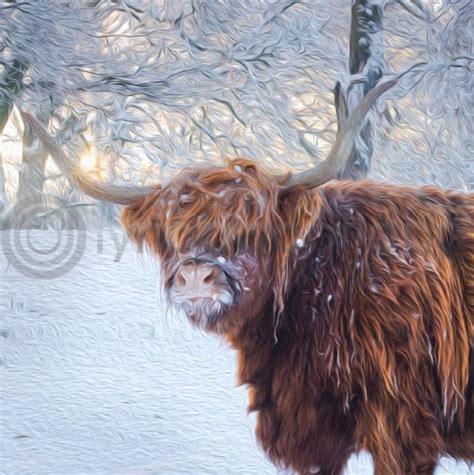 Winter Highland Cow In Snow Colour Art Greetings Card Ly