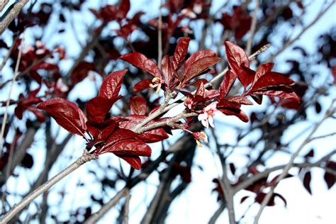 Free Photo Red Leaves Branches Leaves Plant Free Download Jooinn