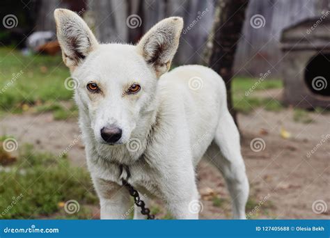 White Dog Guarding Barn Stock Photo Image Of Animal 127405688