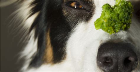 Can Dogs Eat Broccoli Petfinder — Naive Pets
