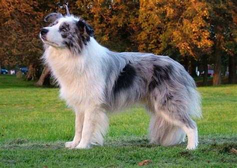 The Blue Merle Border Collie 5 Things You Didnt Know