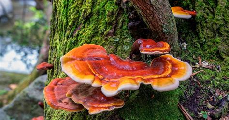 Reishi Mushroom Benefits Uses And Recipes Goodnature