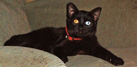Odd Eyed Black Cat Cats Cat Pics Black Cat
