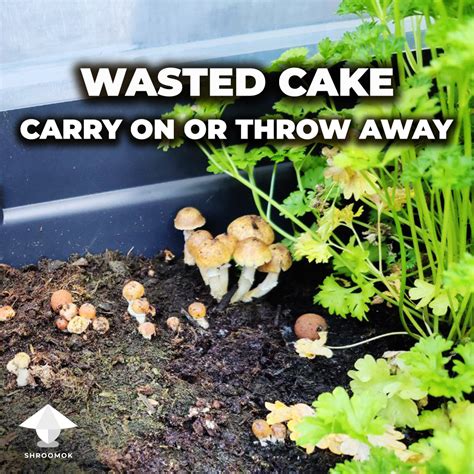 Disposing Of Magic Mushrooms Cakes