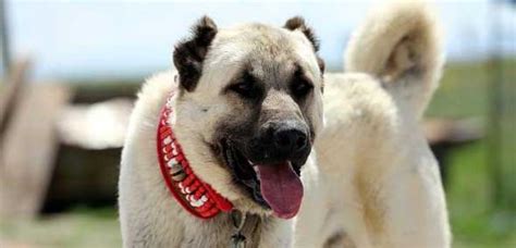 The kangal shepherd dog is a breed of large livestock guardian dog in sivas, turkey. Französische Schafsherden werden vom Kangal-Hund beschützt ...