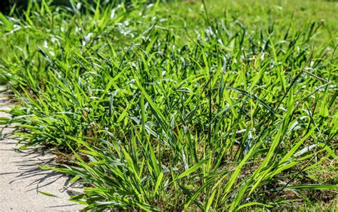 Crabgrass Killer What It Is And Best Time To Apply