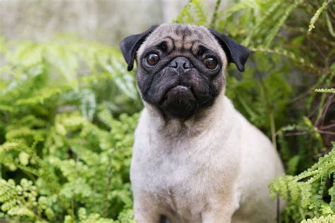 Pug Nose Stock Photos Pictures And Royalty Free Images Istock