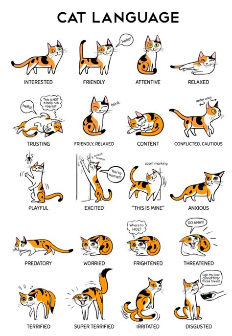 Cat Body Language Chart What Is Your Cat Trying To Tell You Daily