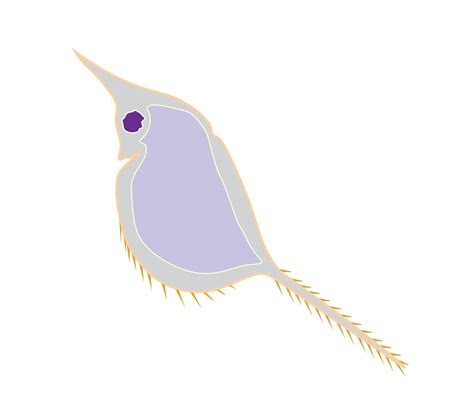 Cartoon Design Of Zooplankton Vector Illustrator 12147844 Vector Art