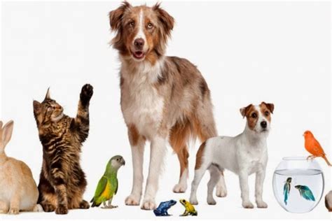 A List of Organizations Specialized in Animal Adoptions ...
