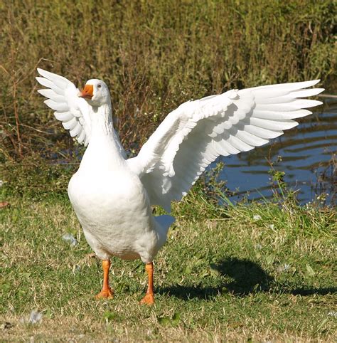 White Flap White Domestic Type Goose Mcneely Lake Kentuc Flickr