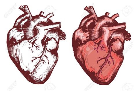 Corazon Real Dibujo Heart Anatomy Corazones Disenos De Unas
