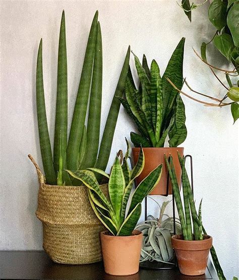 Snake Plant 🌿🐍🌿 Repotted It Recently And Noticed A Few