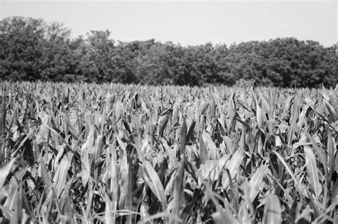 Corn Grown In Farmland Green Cornfield Field Of Harvest Stock Image