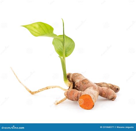 Turmeric Rhizome And Green Leaves Isolated On White Background With