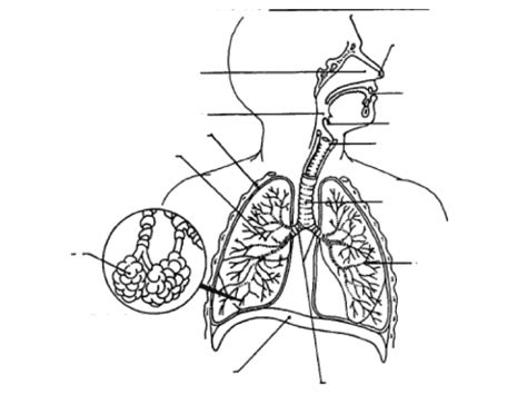 Human Respiratory System - PurposeGames