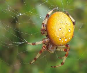 Pumpkin Spider Araneus Trifolium Bugguidenet