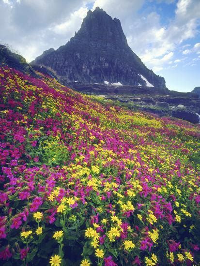 Wildflowers In Summer Glacier National Park Montana Usa