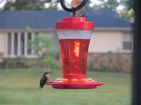 If you don't have a garden or you just want to admire your feathered. Hummingbird Food Recipe - Food.com